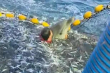 Mutiger Fischer sprang selbst ins Netz, um Delfin zu retten