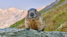 Jährlich grüsst das Murmeltier: Murmeltiertag: Wie Frosch, Murmeltier, Schwalbe und Co. das Wetter vorhersagen