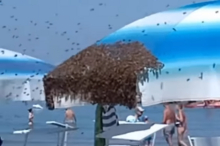 Aufregung an der Adria: Bienenschwarm landete am Strand