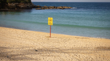 Beim Schwimmen in Strandnähe: Frau in Sydney bei Hai-Angriff lebensgefährlich verletzt