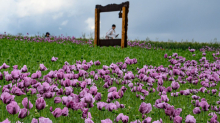 Touristenattraktion: Saisonstart: Wo der Mohn im Werra-Meißner-Kreis blüht