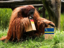 Kdo ima prav? Slon izbral Nemčijo, orangutan pa Curacao!