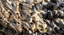 Maßnahmen laufen: Schiffsbohrmuscheln zerfressen Holzpfähle an der Ostseeküste