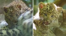 EKSKLUZIVNO U zagrebačkom ZOO-u okotile se bebe leopardi! Prve u Europi ove godine