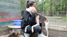 Osječki volonteri sad brinu o psima iz horora u Dvoru: 'Oči tih životinja tražile su našu pomoć'