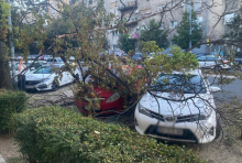 NEVREME PRAVILO HAOS PO BEOGRADU, OBARALO STABLA, ČUPALO GRANE: Pune ruke posla za Zelenilo, već intervenisali na 21 lokaciji, evo kako da ih pozovete da dođu