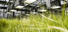 Gentechnik: EU schwächt Regeln für genveränderte Lebensmittel ab