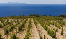 Hrvatska slavi platinu na Decanteru: Dalmatinska vinarija Markus s Pepejuhom osvojila svjetski vrh