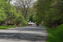 Auto prallte gegen Rehe, die plötzlich auf die Straße liefen