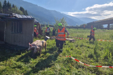 Transporter mit 120 Schweinen kippte auf A 9 bei Rottenmann um