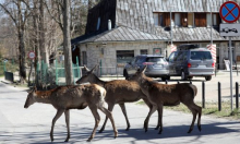 Vozači će sami plaćati štetu od naleta na divljač? Nova pravila idu na ruku lovcima i osiguravateljima