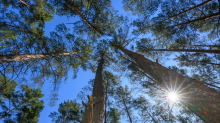 Waldbrandgefahr: Hohe Waldbrandgefahr in fünf Landkreisen in Brandenburg