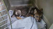 Hinweis auf Rudel: Verirrter Wolfswelpe südlich von Magdeburg gefunden