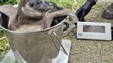Krefelder Zoo: Seltener Nachwuchs: Humboldt-Pinguine in Krefeld geschlüpft