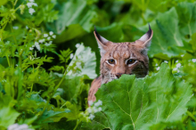 Nur noch 30 Tiere: Österreich könnte den Luchs schon bald verlieren