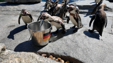 Orakel: Stinktiere, Papagei und Bakterien tippen auf WM-Spiele