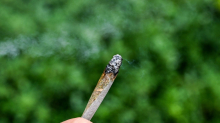 Drogen: Je kommerzieller der Cannabis-Markt, desto höher das Risiko