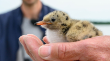 Vogelschutz: Rettungsinseln für bedrohte Zugvögel