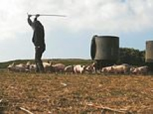 Farm which supplied pork to major supermarkets including Tesco, Waitrose and Sainsbury's admits animal cruelty offences after undercover filming captured staff abusing pigs