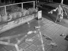 Traveller ordered to pay £800 for possessing bodies of barn owl and kestrel that were dumped with 50 dead hares in 'horror movie scene' outside village shop