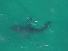 Unsettling moment great white shark is spotted off Bondi Beach just days after young mother Leah Stewart was severely mauled at nearby Coogee