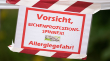 Gefährliches Insekt: Saale-Orla-Kreis warnt vor Eichenprozessionsspinnern