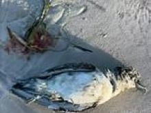 Avian flu fears spread to a SECOND state in Australia after two dead birds wash up on shore: 'Absolutely critical'
