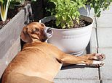 How to keep your pets cool during the UK heatwave: Dog pools, cooling vests and elevated beds can help stop your furry friends from overheating - but don't use wet towels or ice-cold water