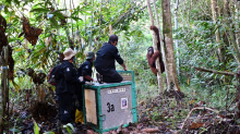 Kleines Wunder im Regenwald: Vom Brandopfer zur Freiheit: Orang-Utan Himba ausgewildert