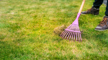 Garten: Dieses einfache Hausmittel ist die Lösung gegen Moos im Rasen