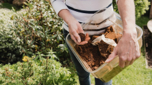 Garten: Kaffeesatz ist ein prima Dünger für den Garten – doch diese Pflanzen hassen ihn