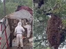 Millions of honeybees escape in Texas neighborhood after semi-truck carrying 400 hives tips over