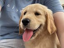 Meet Nova the golden retriever - the first dog to live full-time on a psychiatric ward