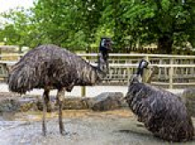 Egg-cellent way to cool off! Emus snapped taking a dip at zoo