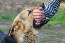 Lieboch: Fußgängerin wurde von freilaufendem Hund gebissen