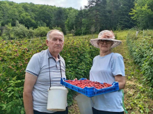 Gaze osmu deceniju, ali su najvredniji u svom malinjaku! Nevenka i Gojko imaju jednostavan recept za sve berače koji rade ovaj težak posao (FOTO)