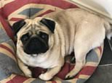 Dog dies in record-breaking heatwave as RSPCA issues warning to pet owners over 'silent killer'