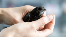 Tierrettung: Schülerinnen retten Mauersegler aus misslicher Lage