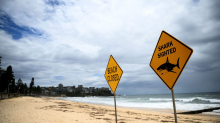 Auch Bondi Beach geschlossen: Vierter Tag in Folge: Hai-Alarm an Sydneys Stränden