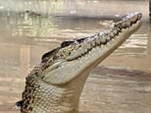 Medical records of crocodile attack victim, three, are accessed by up to 40 members of NHS staff as hospital launches investigation