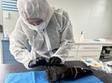 Authorities confirm fears of another suspected case of bird flu in Australia