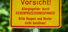 Eichenprozessionsspinner: Umweltminister hält Gifteinsatz für möglich