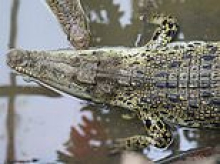 Carers 'bundled suspect into car and tried to drive away' from zoo after boy, three, was thrown into crocodile pit