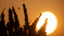 Wetter: 26,2 Grad: nachts wieder in Bad Bergzabern am wärmsten