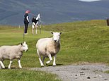 Cows in the bunkers, sheep on the fairways and electric fences around the greens...the astonishing bust up between golfers and their crofter neighbours