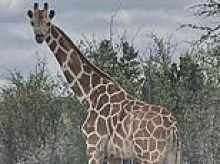 Farcical twist in hunt for 10ft runaway giraffe missing for TWO WEEKS in Texas