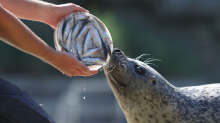 Tierische Abkühlung: Eisbomben und Duschen zur Erfrischung von Zootieren