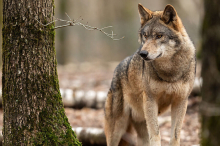 Wolf : DNA bestätigt, dass Riss am Gumpeneck auf Konto eines Wolfs geht