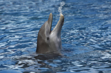 Experten warnen: Zahmer Delfin nähert sich Badegästen in  Kroatien