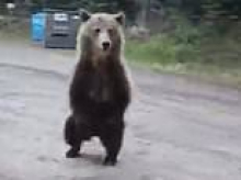 Terrifying moment brave woman hiker comes face-to-face with ferocious 700lb grizzly bear - would YOU know what to do?